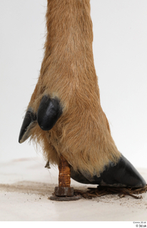 European roe deer foot hoof 0017.jpg